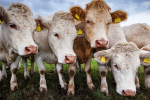 РФ запретила ввоз в Крым крупного рогатого скота и колбасы из Украины