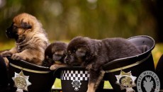 Подрастающие полицейские собаки, Британия