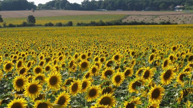 Урожай подсолнечника в Украине будет существенно ниже прогноза USDA