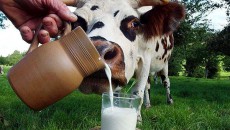 Житомирщина заняла четвертое место в стране по производству молока