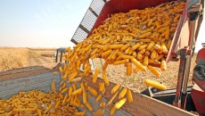 Украина нарастила продажи агропродукции в Азию