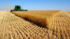 Аграрии обеспечили 37% валютных поступлений в Украину