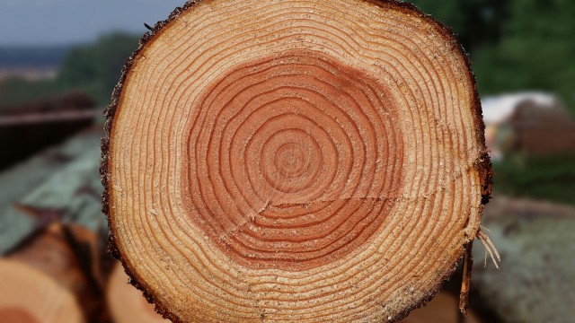 ВР заблокировала инвестиции в деревообработку