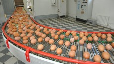 Спад производства яиц составил 15%