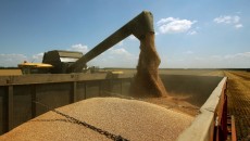 Экспорт зерновых достиг 38 млн тонн