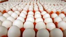 Производство яиц упало до рекордного уровня