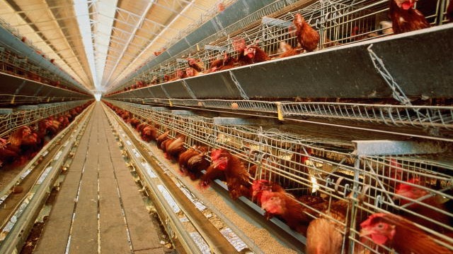 Евросоюз возобновил ввоз мяса птицы из Украины
