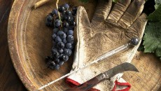 Виноделы в Одессе призвали решить проблемы отрасли