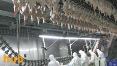Украина ворвалась в топ-10 мировых экспортеров замороженной курятины
