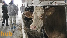 Селянам компенсируют затраты на легализацию домашнего скота