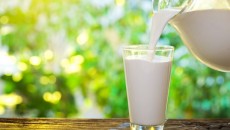 Голландцы помогут с молочным производством