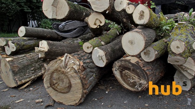 Незаконный оборот древесины в Украине достигает 5 млрд грн в год