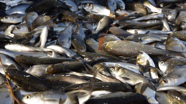 В Херсоне требуют уволить директора местной рыбохраны