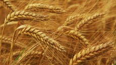 Тенденция к увеличению цен на зерновые может закрепиться на несколько лет