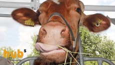 Украина за 8 мес. сократила производство молока на 2%