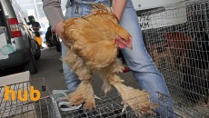 Ирак инвестирует $15 млн в украинскую курятину