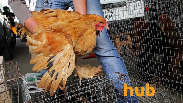 В Украине сократилось поголовье домашней птицы