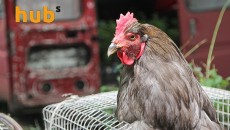Украина в тройке крупнейших поставщиков курятины в ЕС