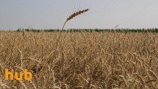 За рубеж поставлено 41,7 млн тонн зерновых