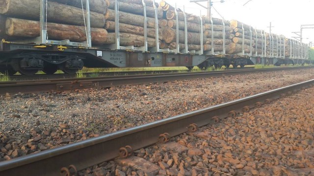 Суд на Закарпатье задержал 17 вагонов леса, следовавшего в Европу