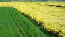 В Академии наук прочат рекордный урожай риса
