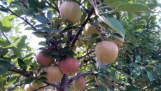 Экспортеры яблок, груш и айвы заработали $1,5 млн