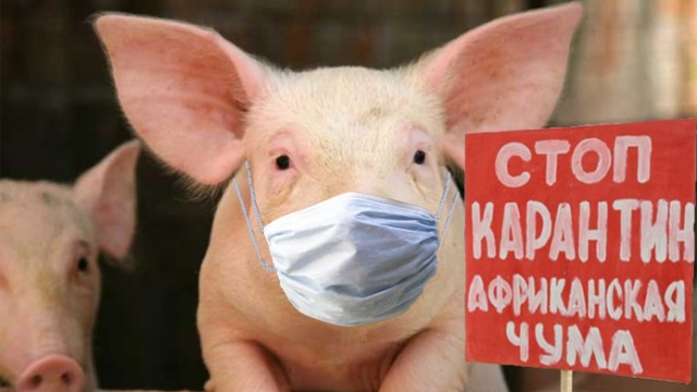 В Украину запретили ввоз свиней из ряда стран ЕС