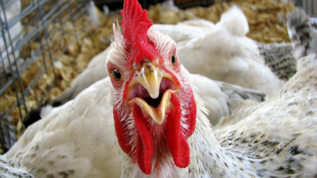 Украина увеличила экспорт мяса птицы на 18,7%