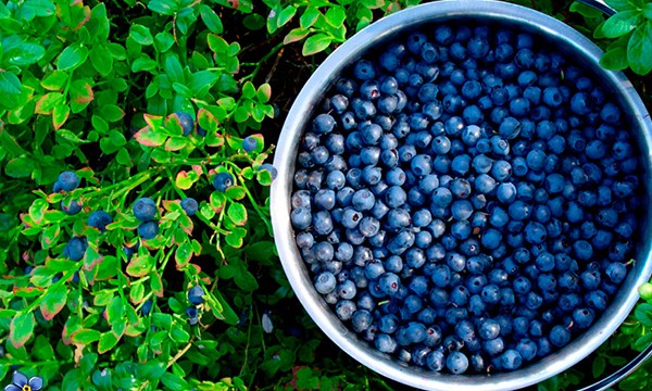 «Украинская ягода» экспортировала в Катар 5 тонн голубики и малины