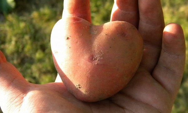 Украина обогнала США и страны ЕС по выращиванию картофеля