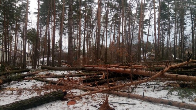 В Ирпене продолжается уничтожение сосново-дубового леса