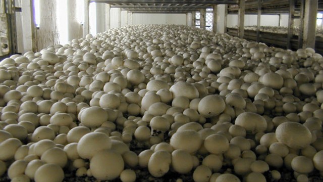 Китай захватил свыше 70% мирового производства грибов
