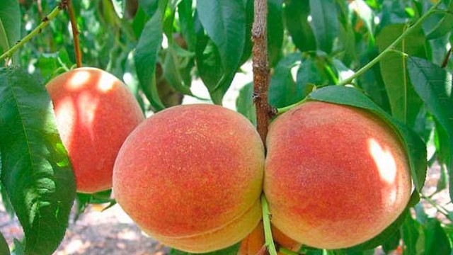 Садоводы подняли на экспорте плодов косточковых $870 тыс.