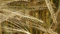 Украина собрала первый урожай зерновых
