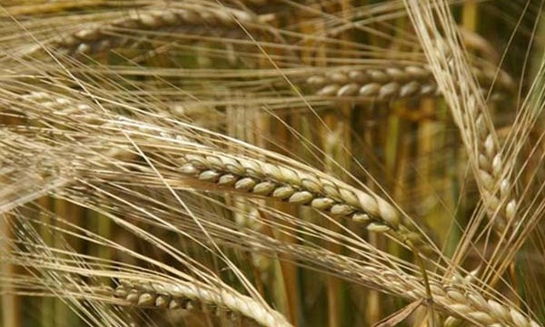 Украина собрала первый урожай зерновых