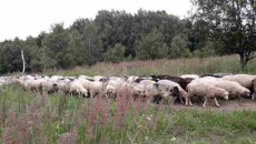 Немцы заинтересовались украинскими овцами