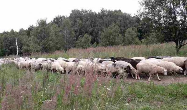 Немцы заинтересовались украинскими овцами
