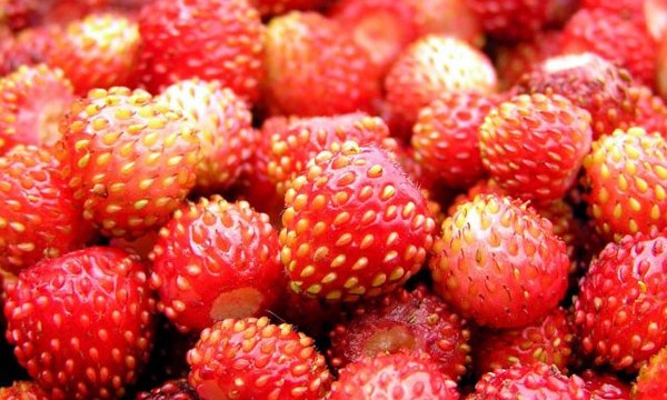В Украине собрали 11 тыс. тонн ягод