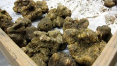 Украина может экспортировать около 100 тонн трюфелей