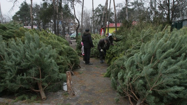 В Киеве утилизировали 14,5 тыс. елок