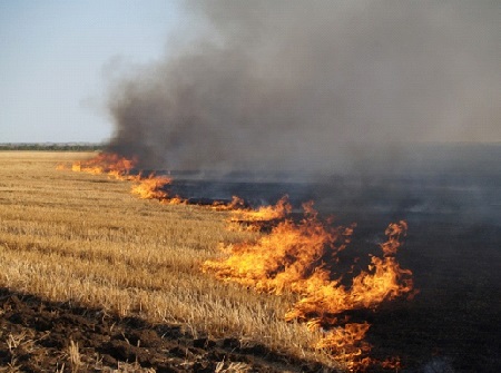 Штрафы за сжигание травы и стерни повысят до 20 тыс. грн