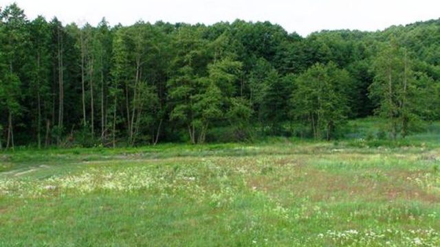 Под Киевом у частников отбили 6 га Беличанского леса стоимостью 40 млн грн