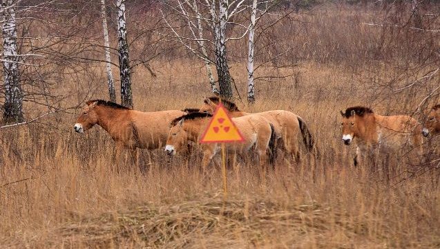 Ученые с экочиновниками насчитали в Чернобыле свыше 100 здоровых коней
