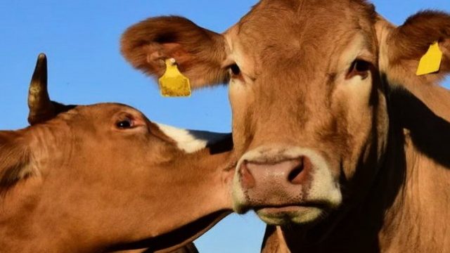 Стартап из Британии разработал Tinder для коров