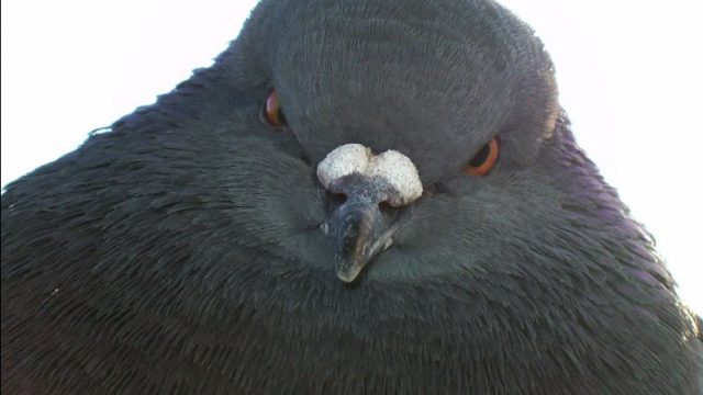 В РФ травили птиц ядом от грызунов