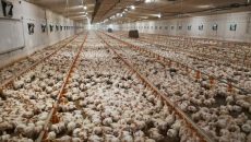 Группа компаний Openmind инвестирует в производство курятины без антибиотиков и стимуляторов