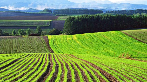 Открытие рынка земли может снизить мотивацию некоторых агрохолдингов помогать общинам — Виктория Нагирняк, МХП