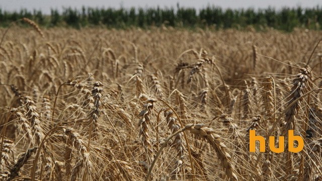 С начала сезона экспорт зерна превысил 26 млн тонн