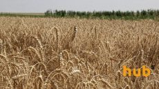 МЭРТ спрогнозировало экспорт зерна на текущий год
