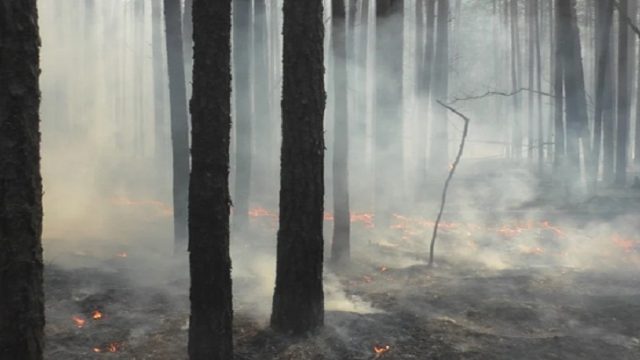 В Житомирской области горит 15 гектаров леса, - ГосЧС